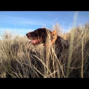 Meet your Posher, Randy